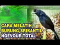 Download Lagu cara ampuh melatih burung Srikantil atau srigunting antena untuk makan vour atau sentrat