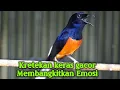 Lagu Kretekan murai keras gacor dorr cepat membangkitkan emosi bikin lawan langsung respon