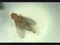 Searching for Virgin Female Flies Part 2