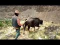Download Lagu He is dharme brother from rural Nepal @ruralnepall