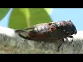 Download Lagu Cicadas and its sound * Tonggeret dan suaranya