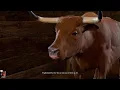 BG3 Baldur s Gate 3 Waukeen s Rest Karlach Calms the Frightened Ox