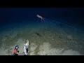 Magnapinna - Bigfin squid A rare sighting in the Tonga Trench