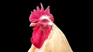 ASÍ CANTABAN LOS GALLOS #gallos #feedshorts #shorts #granja