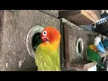 Download Lagu Lovebird Sounds | 3 Hour Lovebirds Sounds ❤️ 🦜#lovebirds #parrotlover #birdsounds