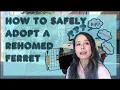 How to Safely Adopt a Rehomed Ferret a gumtree guide