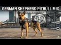 German Shepherd Pitbull Mix - Exploring the Best of Both Worlds