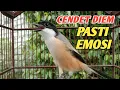 Download Lagu CENDET GACOR LANTANG BONGKAR ISIAN BIKIN CENDET LAIN EMOSI NYAUT BUNYI