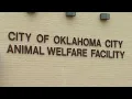 Oklahoma City Animal Shelter Waiving Adoption Fees This Week