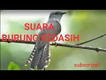 Download Lagu Suara burung kedasih di hutan