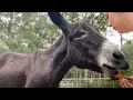Download Lagu Woman Rescues Nervous Donkey and Gets The Surprise of Her Life