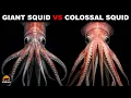 What Is The Difference Between a Giant Squid and a Colossal Squid