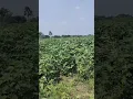 Download Lagu The cotton field #viralshorts #shorts #cotton