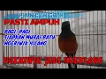Download Lagu PANCINGAN PASTI AMPUH❗ Murai Ngeriwik Pasti Terpancing Menjadi Ngeplong
