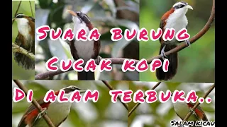 Download suara burung cucak kopi di alam ✓✓✓ MP3