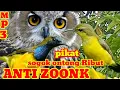 Download Lagu suara pikat burung sogok ontong ribut paling ampuh durasi panjang Anti zoonk