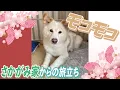 Download Lagu 【卒業】モコモコの新しい毎日