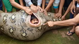 Craziest Animal Encounters of All Time..