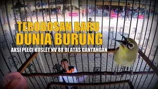 Download BRANDY WATCH : Pertama Kali Di Dunia Burung Pleci Koslet NV88 Gacor Dalam Sangkar MP3