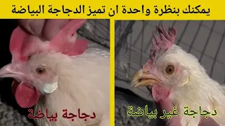 كيف تعرف الدجاجة البياضة بنظرة واحدة 
