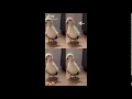 Download Lagu YOU KNOW I'LL GO GET (DUCK VERSION)
