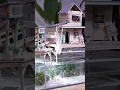 Download Lagu Tiny House with Real Fish 🐠