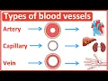 Types of blood vessels Artery capillary vein Easy learning