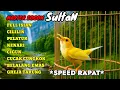 Download Lagu SI RAJA TEMBAK ‼️ Masteran sogon full materi mewah