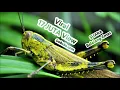 Download Lagu Suara Belalang Emas Mp3 -  Download Suara Belalang Emas Durasi Panjang Tanpa Jeda Gemericik Air!