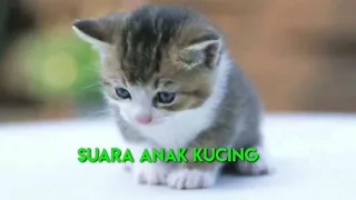 Download suara anak kucing memanggil  ibu nya MP3