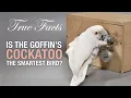 True Facts Is The Goffin s Cockatoo The Smartest Bird