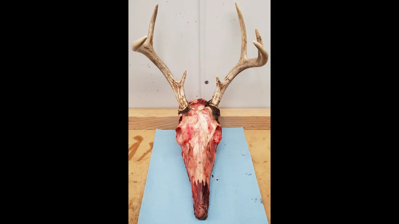 How I Prep a Skull for Cleaning with Dermestid Beetles.