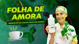 Benefícios do chá da folha de amora