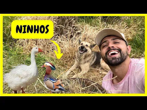 Download MP3 Arrumando Ninho para as Aves - Atropelaram Minha Galinha - O Pato Sumiu | Gutejando