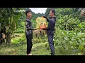 Download Lagu Nam cleans weeds around the house, takes care of the banana garden - The kind man comes to visit