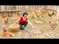 Download Lagu TIMELAPSE -- Harvest 1000+ Chicken Eggs from Nests Go to Market Sell, Building Nests for Hens