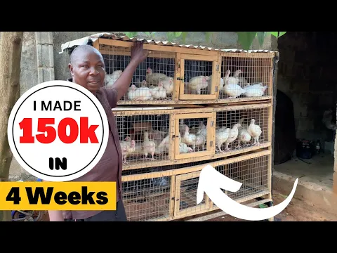 Download MP3 How I Made N150,000 in 4 Weeks Raising 200 Broilers