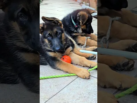 🤗Adorable little faces - these are the cute and funny German Shepherd puppies.
