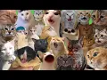 Download Lagu All Best Cat Memes