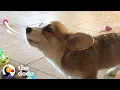 This Corgi Puppy Loves To Howl While She Eats The Dodo