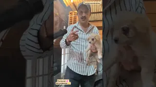 این توله سگ و آنقدر کتک زدن تا چشماش زده بیرون از شدت درد به کدامین گناه انسان بودن سخته واقعا 