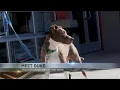 Tucson Subaru s Pet of the Week Meet Duke the handsome pup