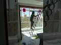 Lagu Successful installation of the electric attic ladder #atticladder