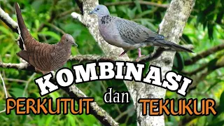 Download suara pancingan dan pikat perkutut lokal dan tekukur MP3