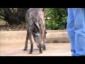 Sherman PitBull Arthritis