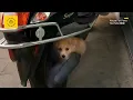 Download Lagu Zwervend puppy trilt onder stoel, durft na adoptie niet naar buiten—bang om weer dakloos te zijn