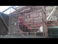 Lagu ayam hutan merah jawa/kasintu (red junglefowl) rajin kokok