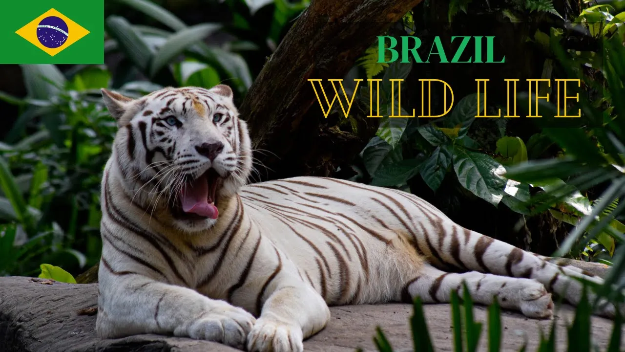Brazil wildlife 4k - The World’s Largest Tropical Rainforest | birds Sounds | Scenic Relaxation Film