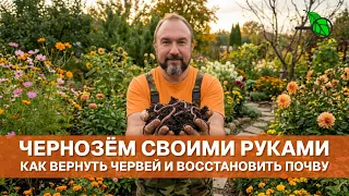 🪱 ЧЕРВИ СПОЛЗУТСЯ СО ВСЕХ СОСЕДНИХ УЧАСТКОВ! Копеечный способ вернуть плодородие и червей осенью