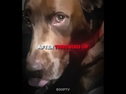 This Dog Couldn't Look At His Owner